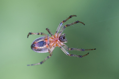 Alpaida veniliae