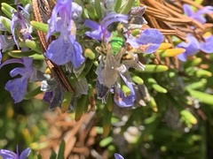 Agapostemon