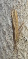 Agriphila trabeatellus