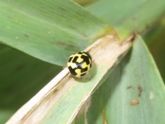 Propylea quatuordecimpunctata