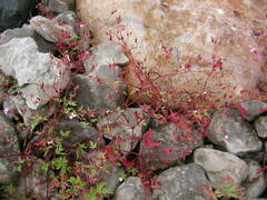 Geranium robertianum