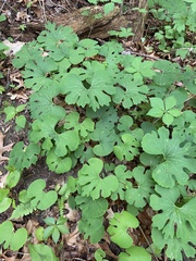 Sanguinaria canadensis