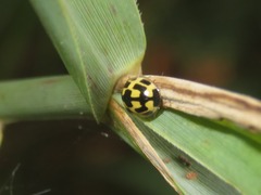 Propylea quatuordecimpunctata