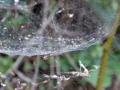 Frontinellina frutetorum