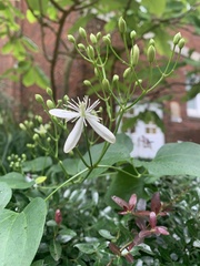 Clematis armandii