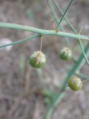 Asparagus officinalis
