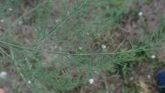 Asparagus officinalis