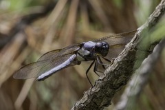 Libellula flavida