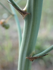 Asparagus officinalis