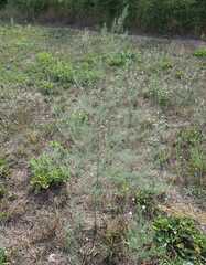 Asparagus officinalis