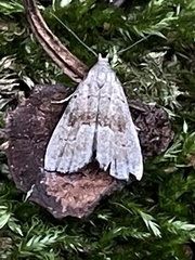 Hypenodes fractilinea