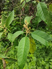 Buddleja cordata