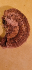Polyporaceae