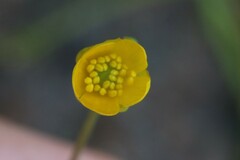 Ranunculus reptans