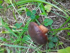 Suillus clintonianus