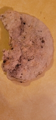 Polyporaceae