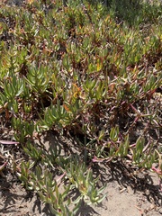 Ruschieae