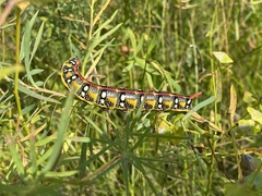 Hyles euphorbiae