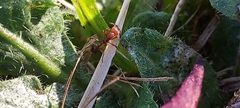 Myrmica