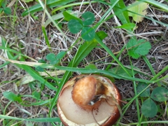 Suillus clintonianus