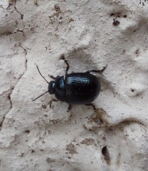 Chrysolina haemoptera