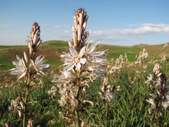 Asphodelus ramosus