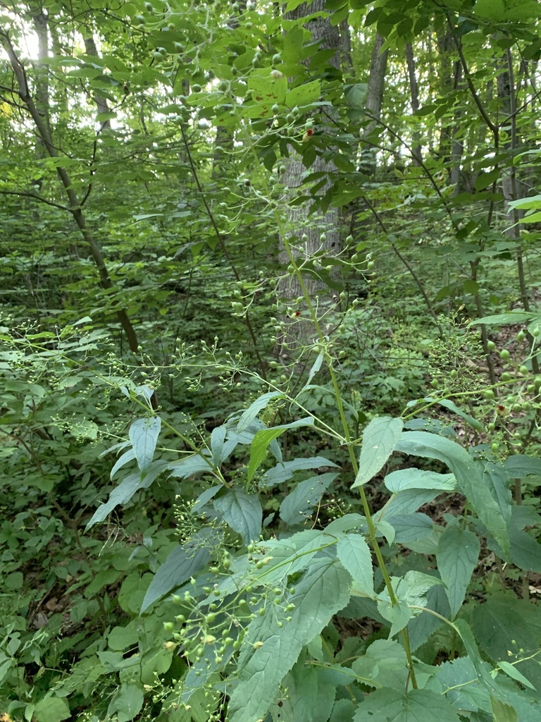 late figwort from Doctors Park, Bayside, WI, US on August 23, 2022 at ...