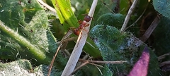Myrmica