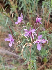 Chamaenerion dodonaei