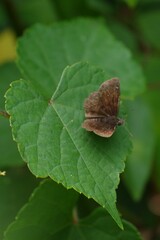 Pyrginae