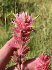 Castilleja miniata miniata