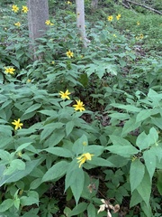 Helianthus strumosus