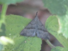 Hypena proboscidalis