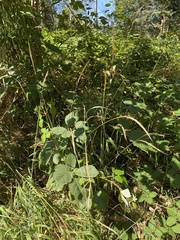 Elymus glaucus