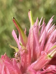 Castilleja miniata miniata