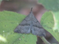 Hypena proboscidalis