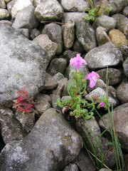 Galeopsis angustifolia