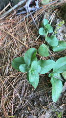 Veronica officinalis