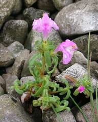 Galeopsis angustifolia