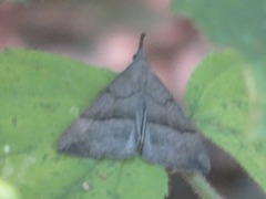 Hypena proboscidalis