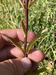 Castilleja miniata miniata