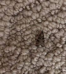 Nomophila nearctica