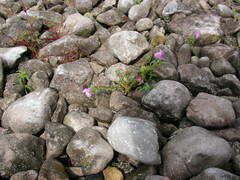 Galeopsis angustifolia