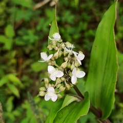 Tripogandra serrulata