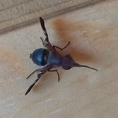 Delphinia picta