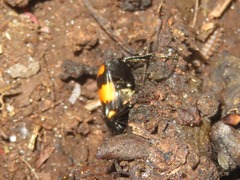 Nicrophorus vespilloides