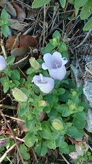 Campanula incurva