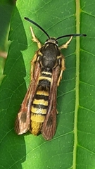 Pennisetia marginatum