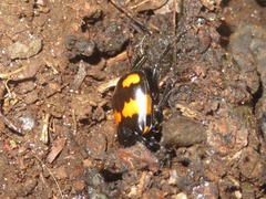 Nicrophorus vespilloides