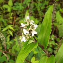 Tripogandra serrulata